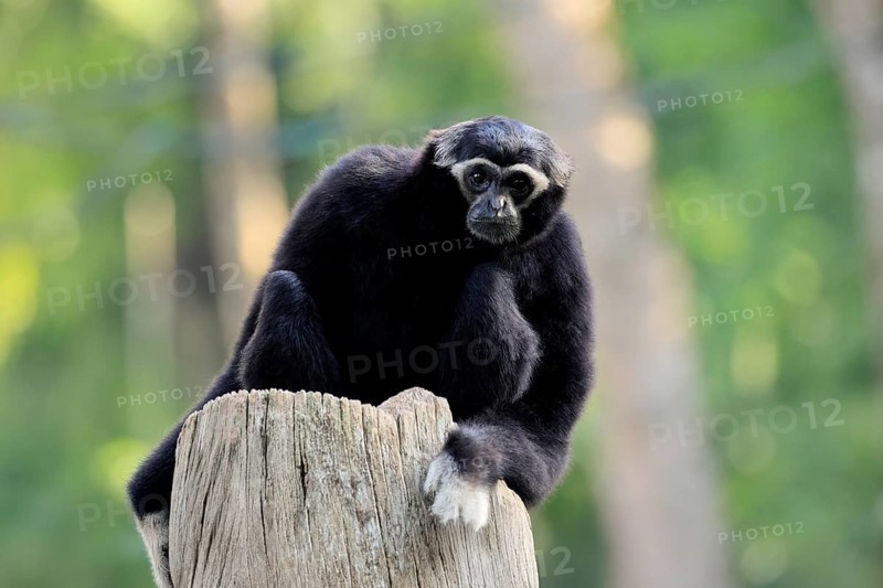 Crested gibbon (Hylobates pileatus), adult, male, on tree trunk, alert, Cambodia, Southeast Asia