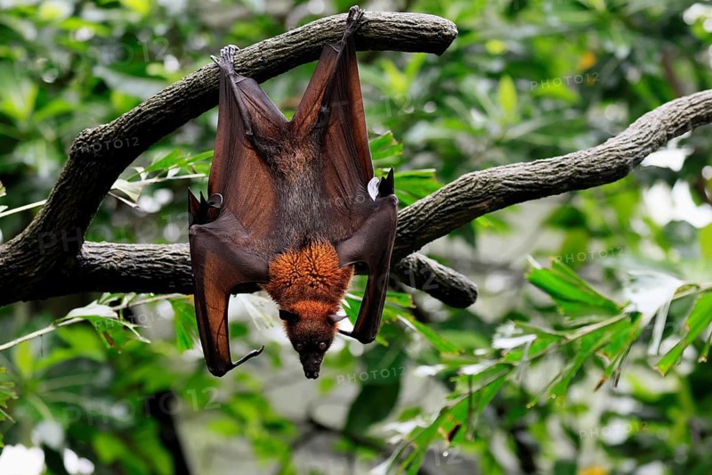 Kalong flying fox (Pteropus vampyrus), adult, in sleeping tree, during the day, alert, Singapore, Southeast Asia