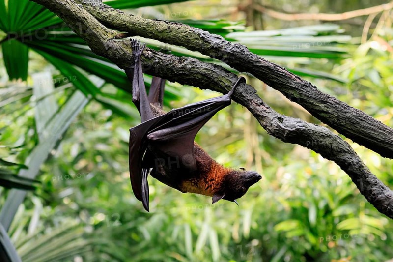 Kalong flying fox (Pteropus vampyrus), adult, climbing, in sleeping tree, during the day, Singapore, Southeast Asia