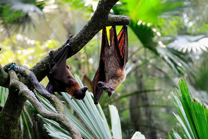 Kalong flying fox (Pteropus vampyrus), adult, two animals, in sleeping tree, during the day, Singapore, Southeast Asia
