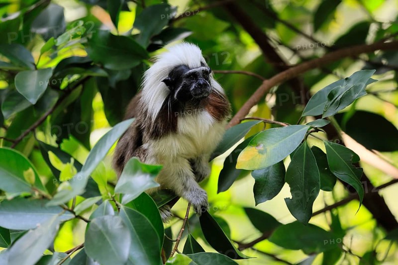 Liszt monkey (Saguinus oedipus), adult, in tree, alert, Colombia, South America