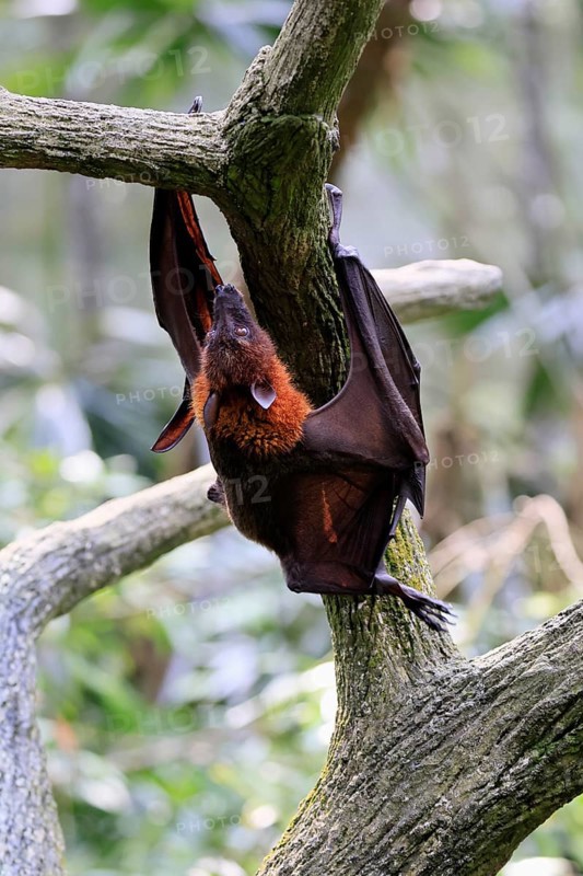 Kalong flying fox (Pteropus vampyrus), adult, climbing, in sleeping tree, during the day, Singapore, Southeast Asia