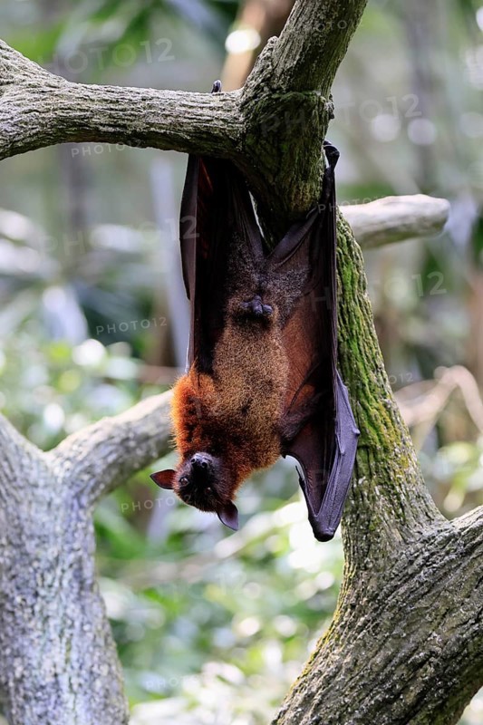 Kalong flying fox (Pteropus vampyrus), adult, male, resting, in sleeping tree, during the day, Singapore, Southeast Asia