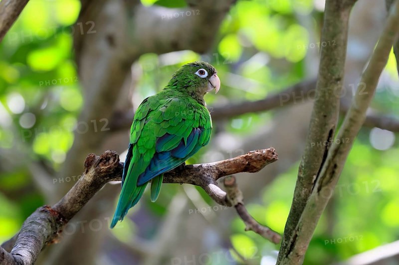 Cactus parakeet (Eupsittula cactorum), adult, on tree, alert, Brazil, South America