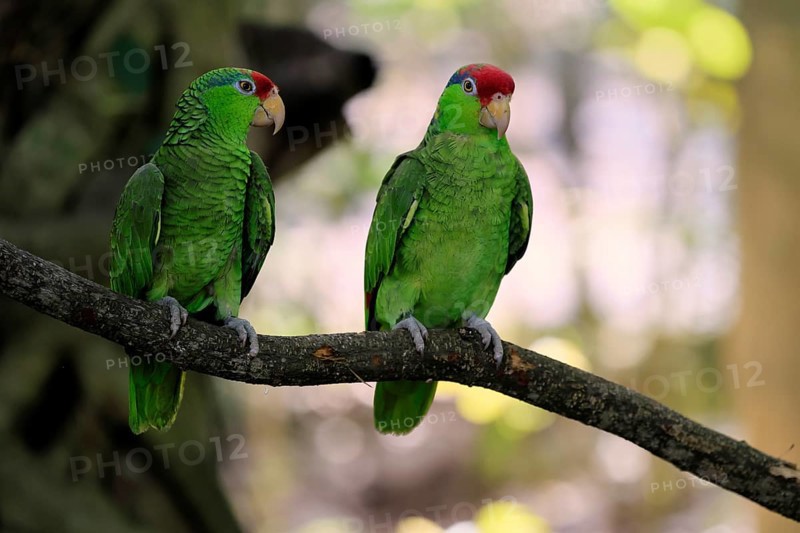 Green-cheeked Amazon (Amazona viridigenalis), adult, pair, on tree, social behaviour, Mexico, North America