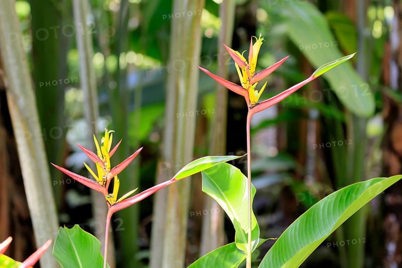 Heliconia mathiasiae, flower, blooming, Costa Rica, South America