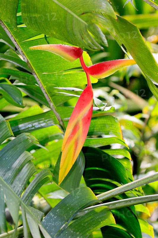 Heliconia platystachys, blossom, blooming, Costa Rica, South America