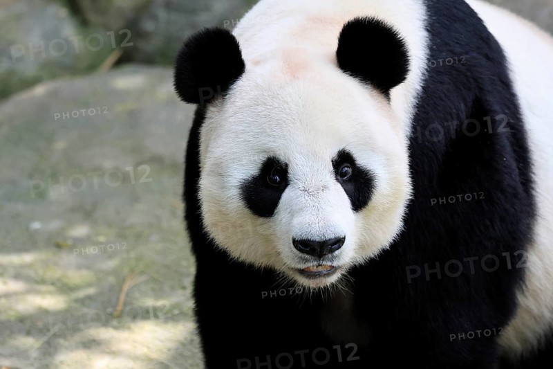 Giant Panda (Ailuropoda melanoleuca), adult, portrait, China
