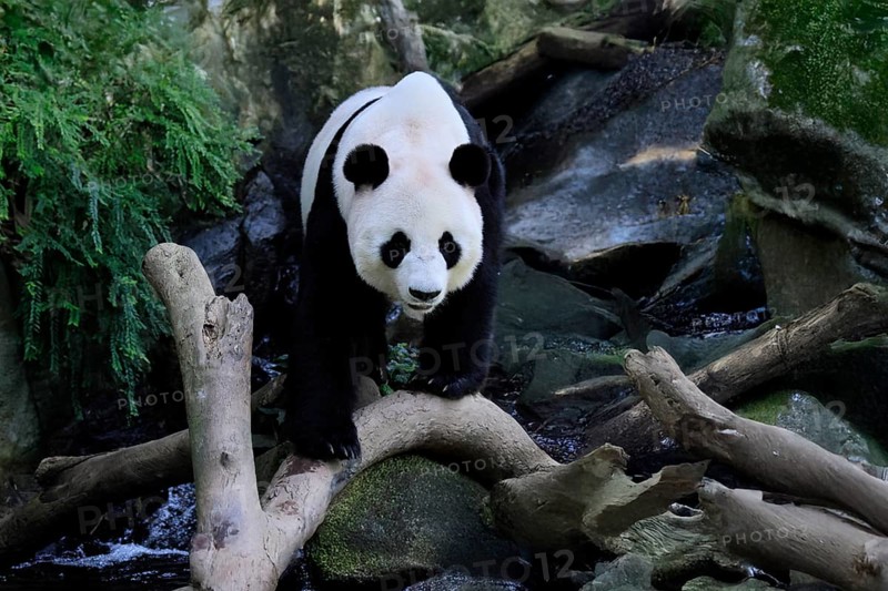Giant Panda (Ailuropoda melanoleuca), adult, running, alert, China