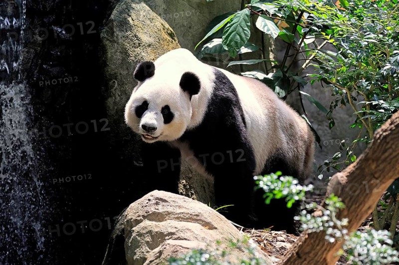 Giant Panda (Ailuropoda melanoleuca), adult, on the ground, alert, China