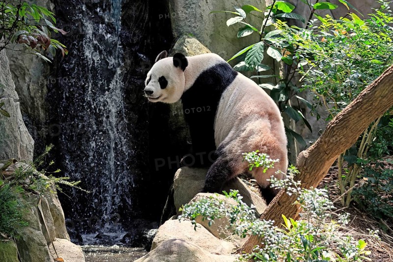 Giant Panda (Ailuropoda melanoleuca), adult, sitting, alert, on rocks, China