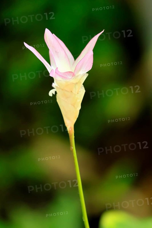 Göppertia lanata, Calathea lanata, flowering, Singapore, Southeast Asia
