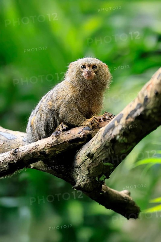 Yellow-bellied marmoset (Cebuella pygmaea), adult, on tree, alert, Amazonas, rainforest, South America
