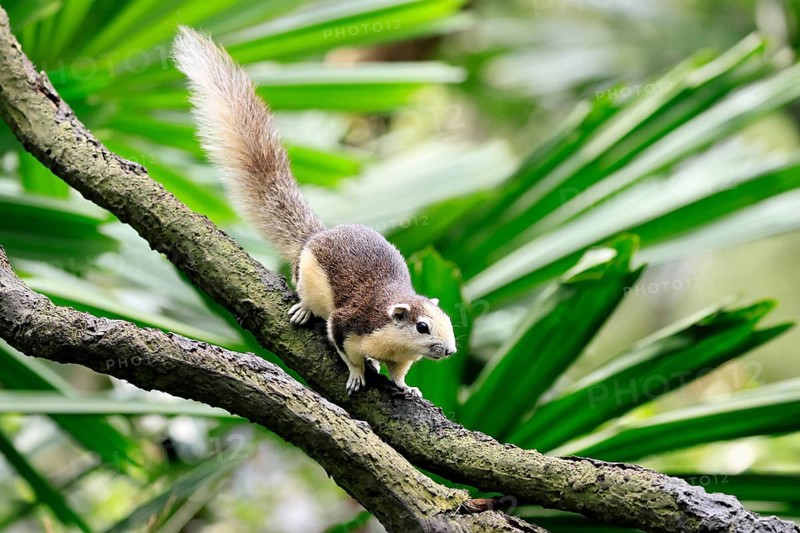 Finlayson's squirrel (Callosciurus finlaysonii), adult, on tree, foraging, Singapore, Southeast Asia
