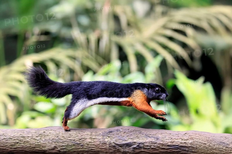 Finlayson's squirrel (Callosciurus finlaysonii), adult, on tree, foraging, jumping, Singapore, Southeast Asia