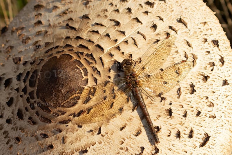 Common darter dragonfly (Sympetrum striolatum) adult insect on a Parasol mushroom in autumn, England, United Kingdom