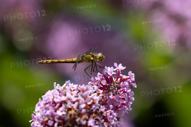 Common darter dragonfly (Sympetrum striolatum) adult insect on a garden purple Buddleia flower in summer, England, United Kingdom