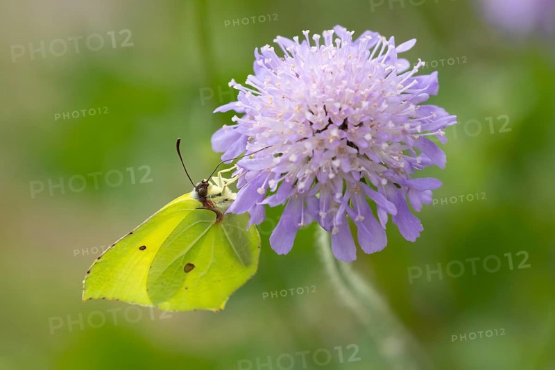 Brimstone butterfly (Gonepteryx rhamni) adult male insect feeding on a Field scabious flower in summer, England, United Kingdom