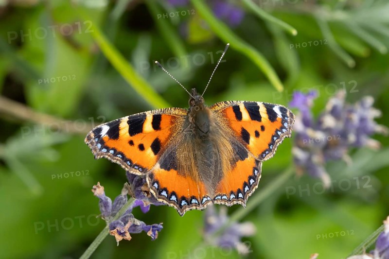 Small tortoiseshell butterfly (Aglais urticae) adult insect feeding on a garden blue English lavender flowers in summer, England, United Kingdom