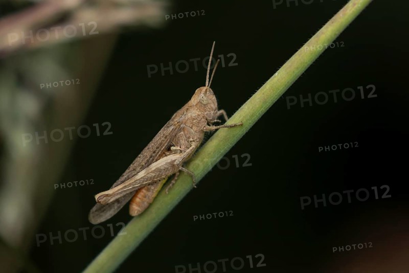 Common field grasshopper (Chorthippus brunneus) adult insect on a grass stem in summer, England, United Kingdom