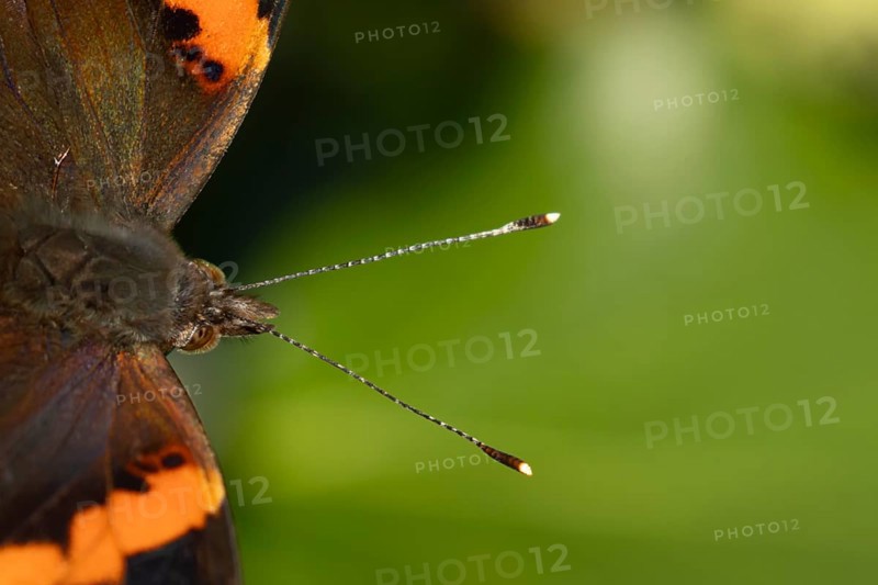 Red admiral butterfly (Vanessa atalanta) adult insect head portrait in summer, England, United Kingdom