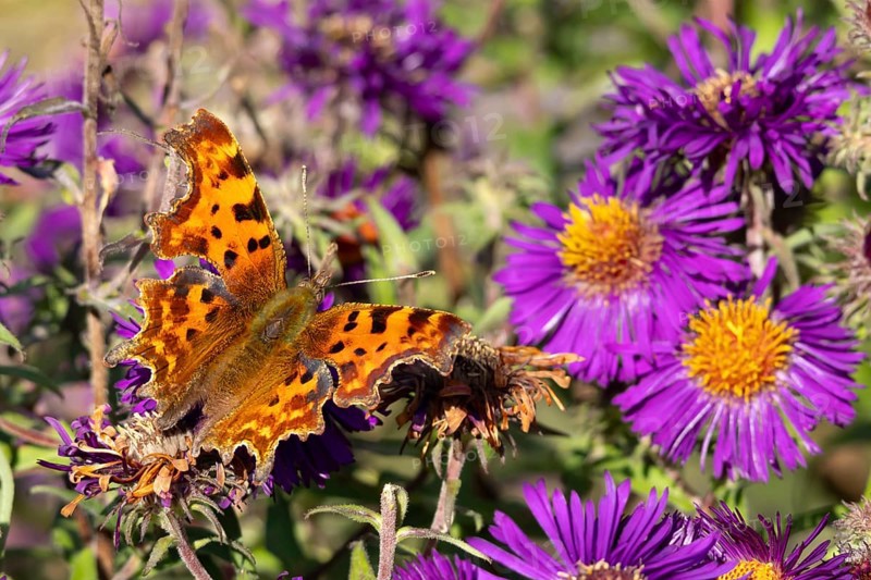 Comma butterfly (Polygonia c-album) adult insect feeding on a garden Aster flowers in summer, England, United Kingdom