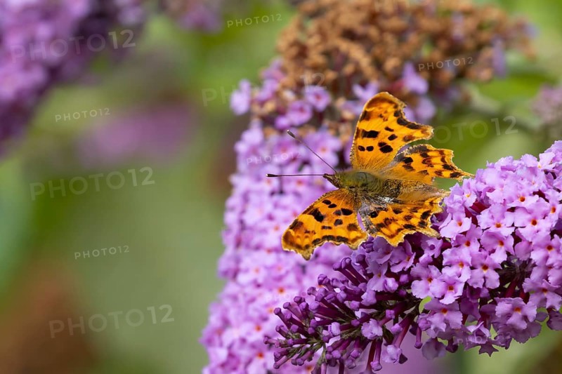 Comma butterfly (Polygonia c-album) adult insect feeding on a garden purple Buddleia flowers in summer, England, United Kingdom