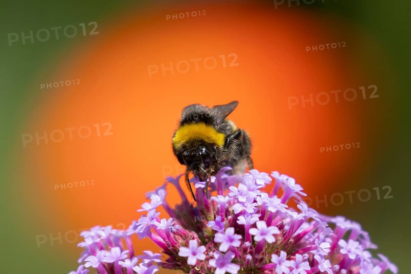 Buff tailed bumblebee (Bombus terrestris) adult bee insect feeding on Verbena bonariensis flowers, England, United Kingdom