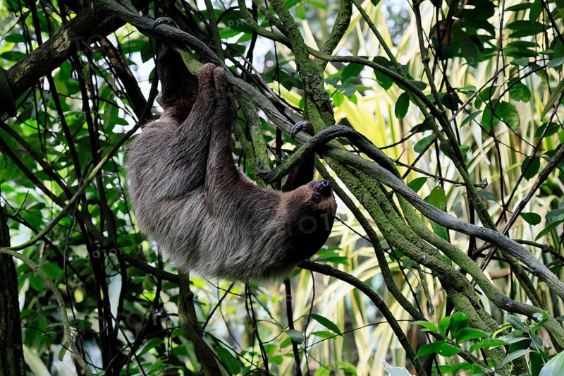 Linnaeus's two-toed sloth (Choloepus didactylus), Unau, adult, in tree, climbing, foraging, Ecuador, South America