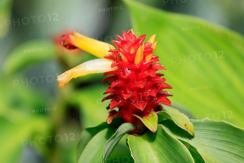 Costus productus, orange-tulip ginger, blossom, blooming, Columbia, South America