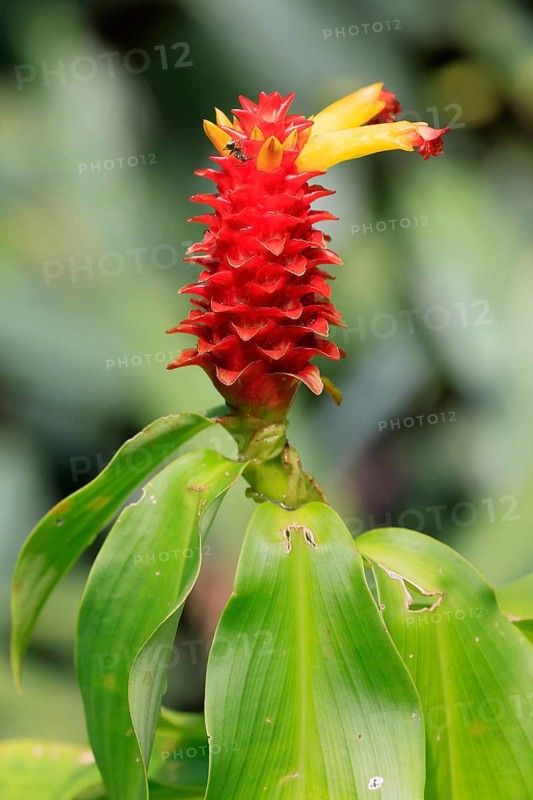 Costus productus, orange-tulip ginger, blossom, blooming, Columbia, South America