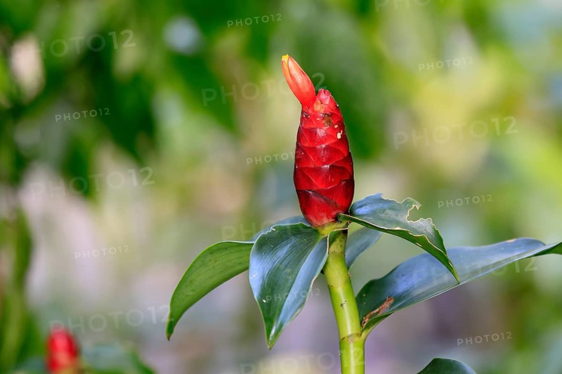Torch ginger (Etlingera elatior), flowering, flower, Singapore, Southeast Asia