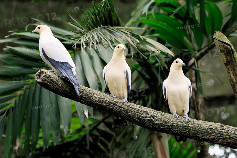 Magpie Fruit Dove (Ducula luctuosa), adult, group, three, vigilant, on tree, Southeast Asia, Singapore