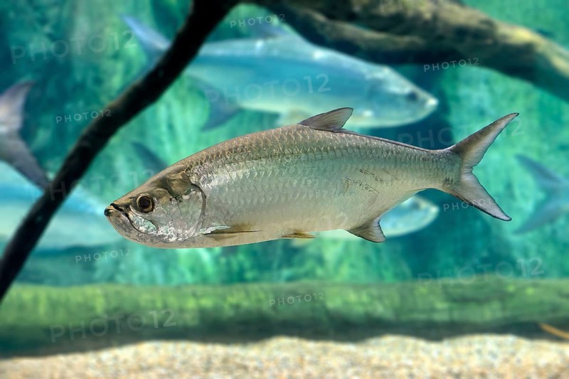 Atlantic tarpon (Megalops atlanticus), adult, in water, swimming, Atlantic Ocean, Singapore, captive