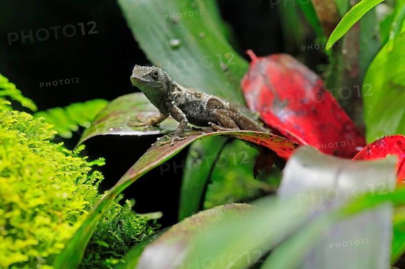 Graham's Anolis (Anolis grahami), Jamaican turquoise anole, adult, on leaf, Jamaica, Caribbean, captive, Singapore