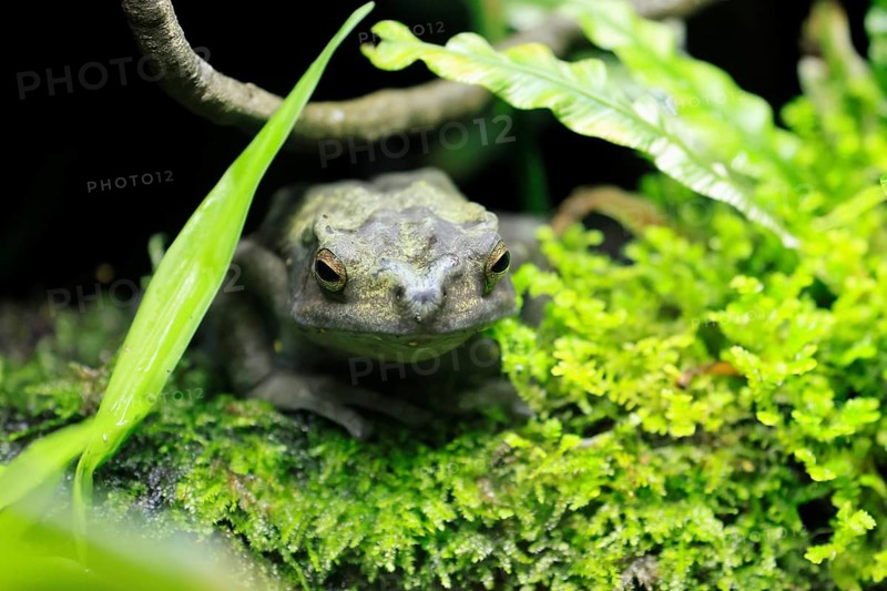 Tree toad (Rentapia hosii), adult, portrait, on land, Malay Peninsula, Southeast Asia, Singapore