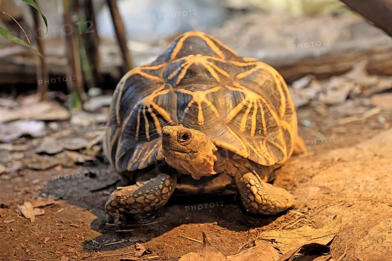 Burmese star tortoise (Geochelone platynota), adult, foraging, Myanmar, Asia, captive, Singapore