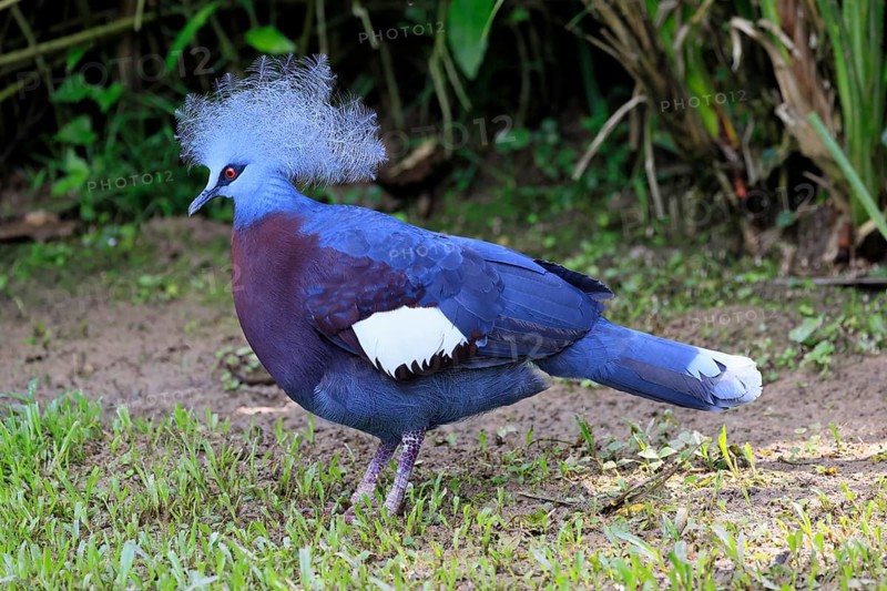 Blue-crested Crowned Pigeon (Goura cristata), adult, on the ground, foraging, alert, Indonesia, Southeast Asia, Singapore