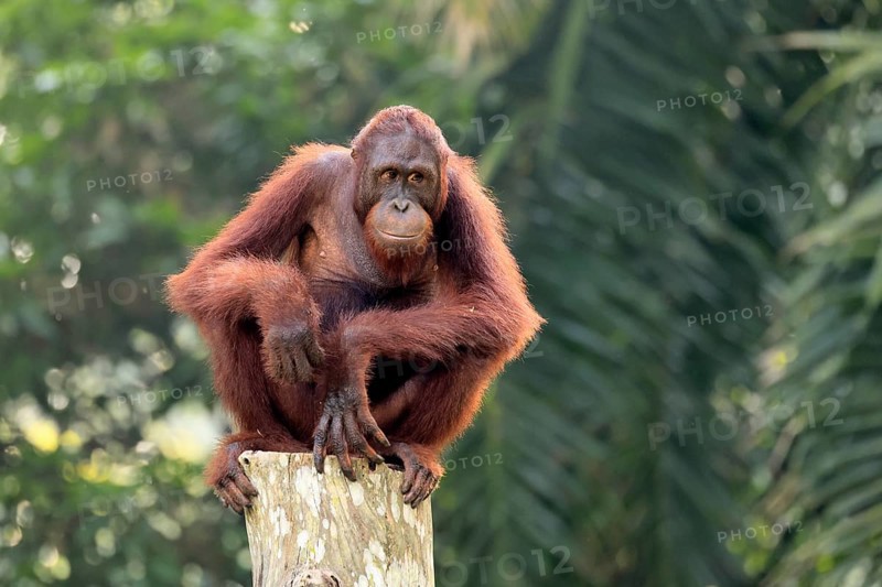 Borneo Orang Utan (Pan Paniscus), adult, female, sitting, on tree trunk, endangered species, Borneo, Malaysia, Asia, Singapore, captive
