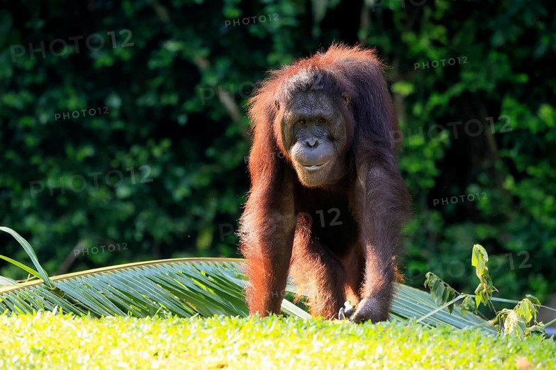 Borneo Orang Utan (Pan Paniscus), adult, female, on ground, endangered species, Borneo, Malaysia, Asia, Singapore, captive