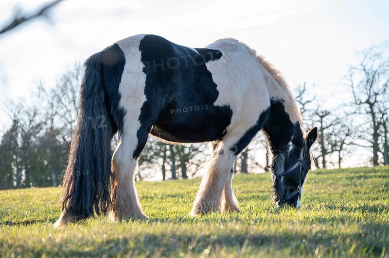 Tinker horse (horse breed) on the pasture in the backlight, Egloffstein, Upper Franconia, Bavaria, Germany