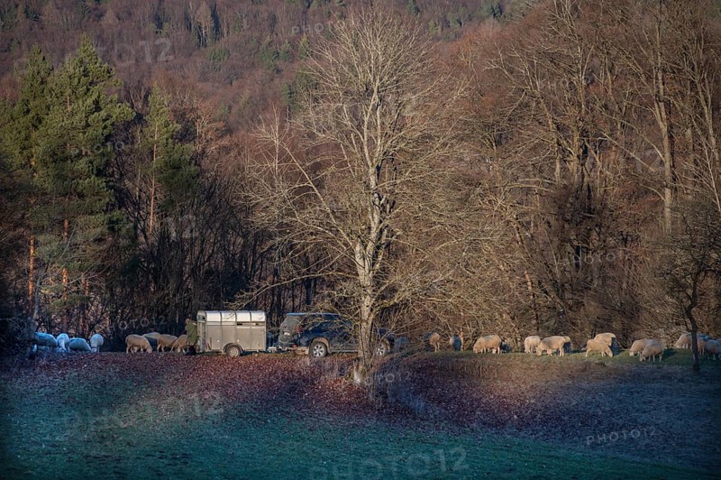 Shepherd with car and animal transporter with his sheep in a meadow, Egloffstein, Upper Franconia, Bavaria, Germany