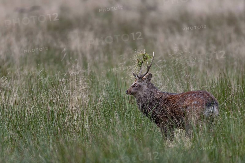 Sika deer (Cervus nippon) approaching a rival, repeatedly lowering its head and thrusting its antlers into the grass, Japanese Sika deer subspecies, rut, deer fight, Denmark
