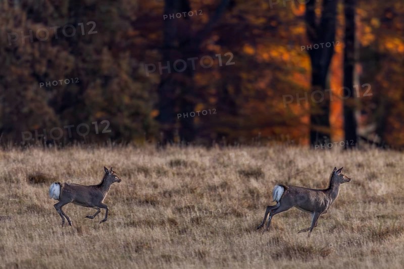 On the run, the mirror of the Sika deer (Cervus nippon) female and calf is clearly visible, subspecies Japanese Sika deer, autumn, Denmark