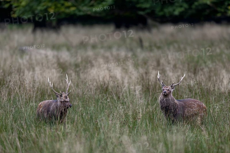 The sika deer (Cervus nippon) walk parallel to each other, roll their eyes and demonstrate strength to their opponent, subspecies Japanese Sika deer, rut, deer fight, Denmark