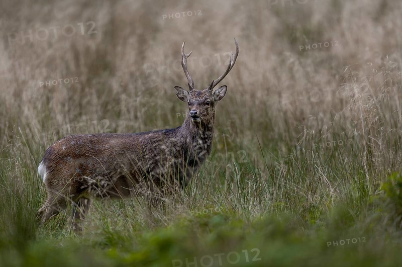 Sika deer (Cervus nippon) in a forest meadow, subspecies Japanese Sika deer, rut, Denmark