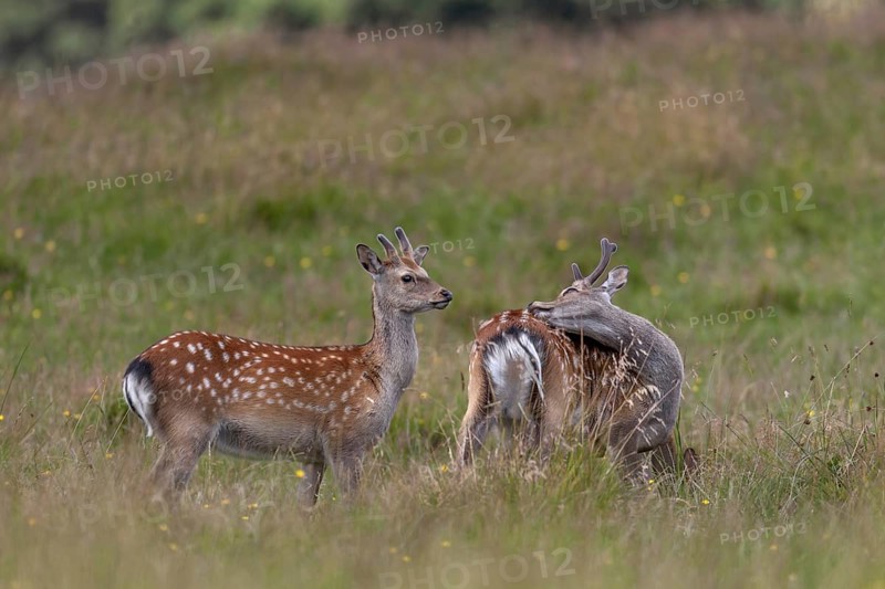 Sika deer (Cervus nippon) in bast, in summer also adult animals have light-coloured spots on the coat, subspecies Japanese Sika deer, summer coat, coat care, Denmark