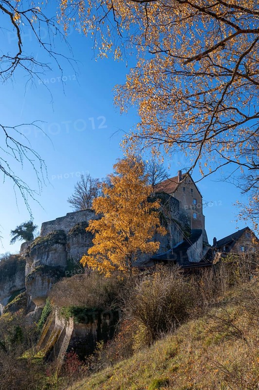 Autumnal birch (Betula) in front of Pottenstein Castle, created around 1070, Pottenstein, Upper Franconia, Bavaria, Germany