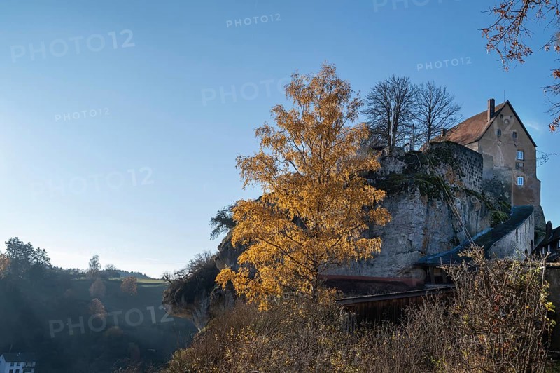 Autumnal birch (Betula) in front of Pottenstein Castle, created around 1070, Pottenstein, Upper Franconia, Bavaria, Germany