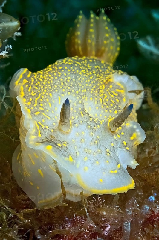 Variable Yellow-violet star snail (Felimare picta) old name (Hypselodoris picta) alternative name (Hypselodoris elegans) Nudibranch, gill-breather, crawls between hydrozoans (Hydrozoa) and marine algae, Mediterranean Sea